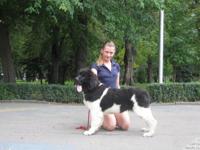 Фото: ньюфаундленд Супер Премиум Жрица Звезд (Super Premium Zhritsa Zvezd)