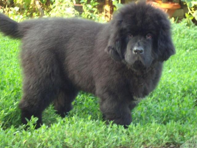 Фотография № 45556