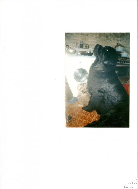 Фото: ньюфаундленд Изольда из Золотого Треугольника