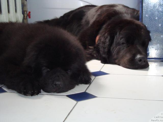 Фото: Бегущая по волнам Хаста ла Виста, РАДА