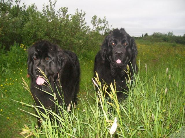 Фото: ньюфаундленд Fortuna of Giant's Island, ньюфаундленд Глория Гранд Блек