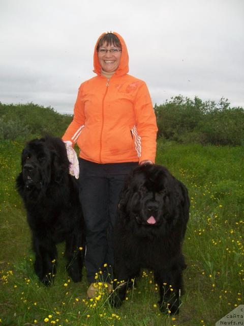 Фото: ньюфаундленд Fortuna of Giant's Island, Елена Кузьмина, ньюфаундленд Глория Гранд Блек