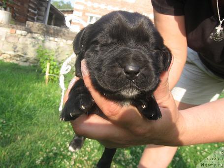 Фото: ньюфаундленд Експрессия  из Медвежьего Яра