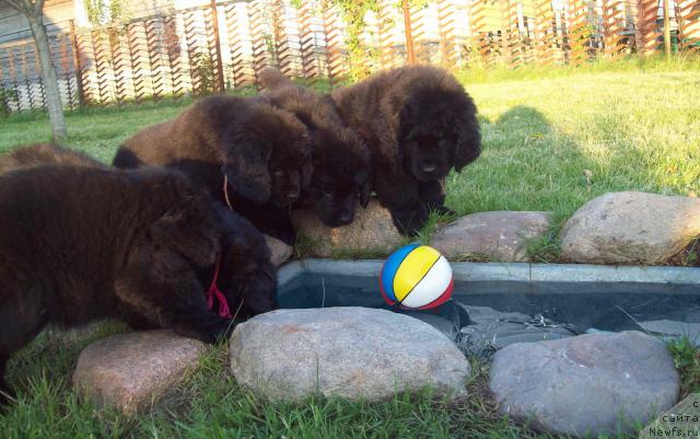 Фото: ньюфаундленд Царская Забава, ньюфаундленд Целитель Души, ньюфаундленд Ценная Штучка, ньюфаундленд Цыганский Каприз, ньюфаундленд Царица Ночи