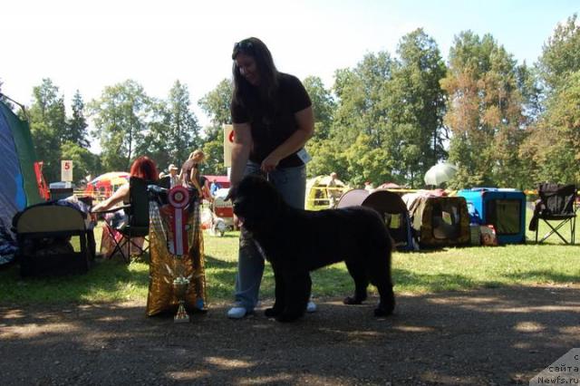 Фото: ньюфаундленд Плюшевая Панда Светская Львица (Plushevaya Panda Svetskaja Lviza)
