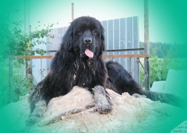 Фото: ньюфаундленд Лунная Красавица