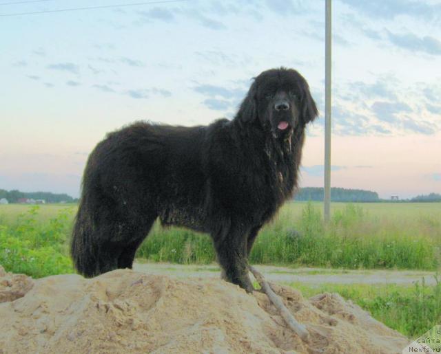 Фото: ньюфаундленд Лунная Красавица