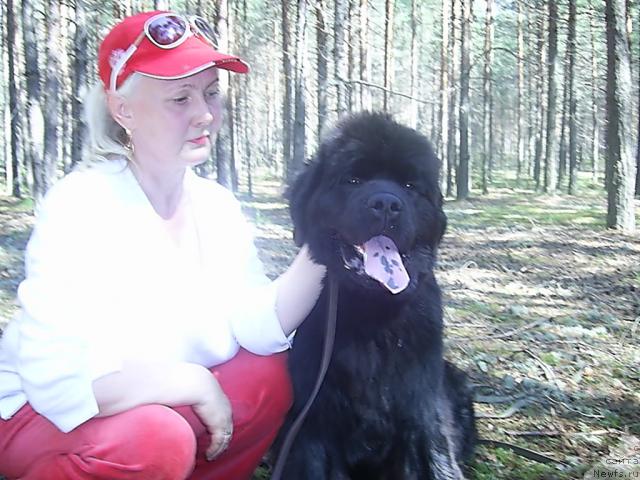 Фото: ньюфаундленд Ньюфорт Млечный Путь