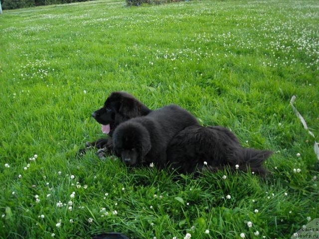 Фотография № 45614