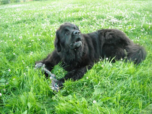 Фото: ньюфаундленд Бьянка Седьмое Чудо Света