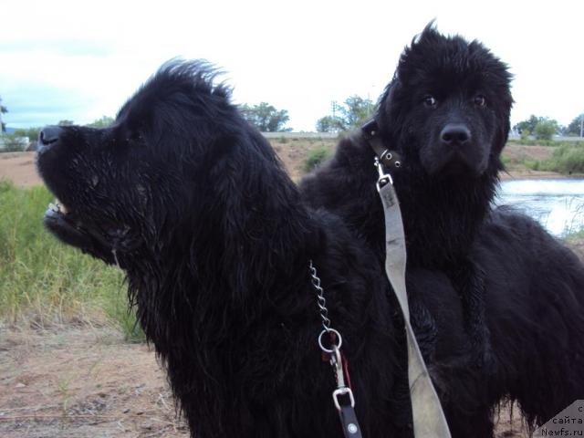 Фото: ньюфаундленд Юджиния из Медвежьего Яра (Yudzhiniya iz Medvejyego Yara), ньюфаундленд Марго из Сибирской Глубинки