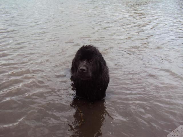 Фото: ньюфаундленд Марго из Сибирской Глубинки