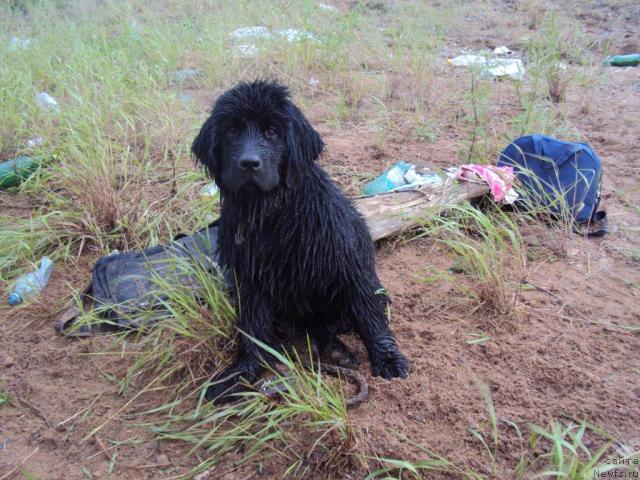Фото: ньюфаундленд Марго из Сибирской Глубинки
