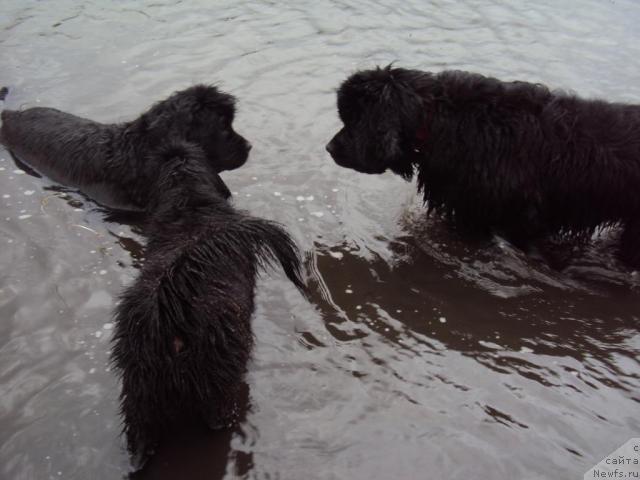 Фото: ньюфаундленд Юджиния из Медвежьего Яра (Yudzhiniya iz Medvejyego Yara), ньюфаундленд Марго из Сибирской Глубинки, ньюфаундленд Зинедин из Сибирской Глубинки
