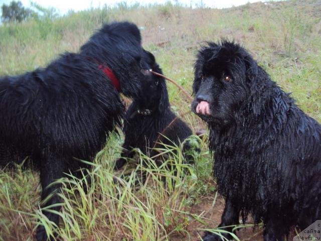 Фото: ньюфаундленд Юджиния из Медвежьего Яра (Yudzhiniya iz Medvejyego Yara), ньюфаундленд Зинедин из Сибирской Глубинки, ньюфаундленд Марго из Сибирской Глубинки