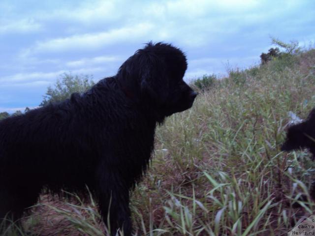 Фото: ньюфаундленд Зинедин из Сибирской Глубинки