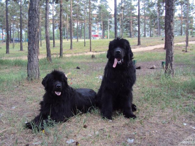 Фото: ньюфаундленд Юджиния из Медвежьего Яра (Yudzhiniya iz Medvejyego Yara), ньюфаундленд Зинедин из Сибирской Глубинки