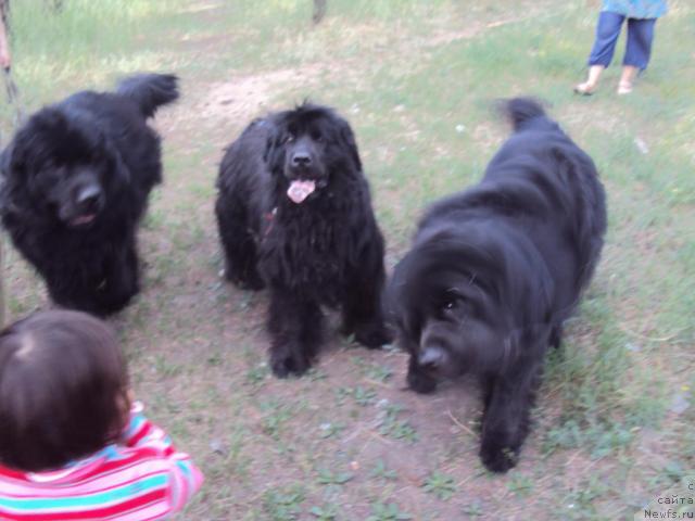 Фото: ньюфаундленд Зинедин из Сибирской Глубинки, ньюфаундленд Юджиния из Медвежьего Яра (Yudzhiniya iz Medvejyego Yara), ньюфаундленд Винсент из Медвежьего Яра (Vincent iz Medvejyego Yara)