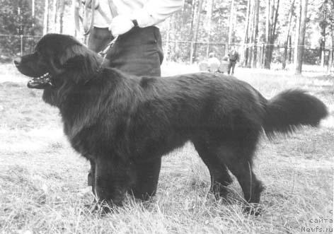 Фото: ньюфаундленд Десси Кениг