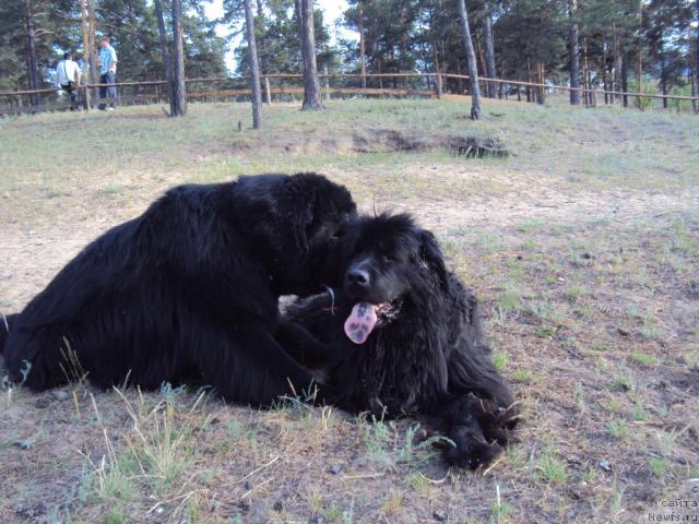 Фото: ньюфаундленд Винсент из Медвежьего Яра (Vincent iz Medvejyego Yara), ньюфаундленд Юджиния из Медвежьего Яра (Yudzhiniya iz Medvejyego Yara)