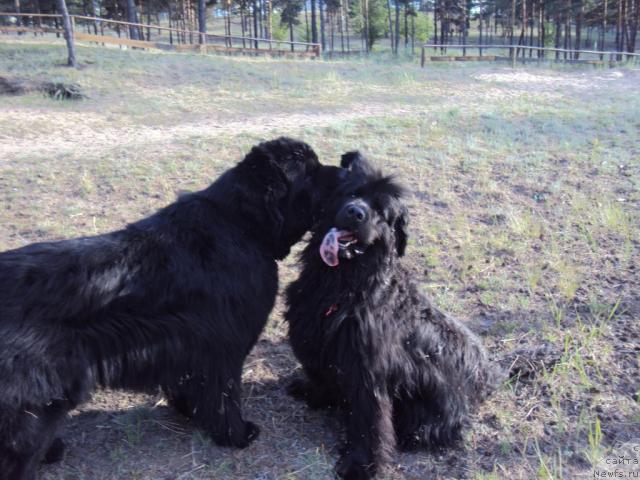 Фото: ньюфаундленд Винсент из Медвежьего Яра (Vincent iz Medvejyego Yara), ньюфаундленд Юджиния из Медвежьего Яра (Yudzhiniya iz Medvejyego Yara)