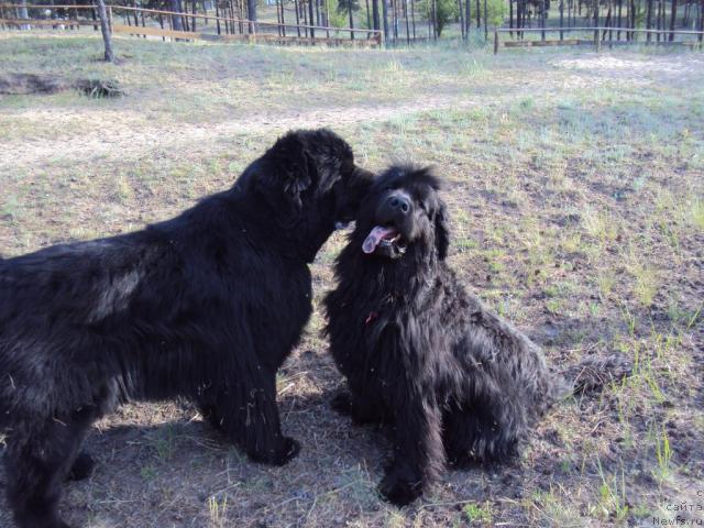 Фото: ньюфаундленд Винсент из Медвежьего Яра (Vincent iz Medvejyego Yara), ньюфаундленд Юджиния из Медвежьего Яра (Yudzhiniya iz Medvejyego Yara)
