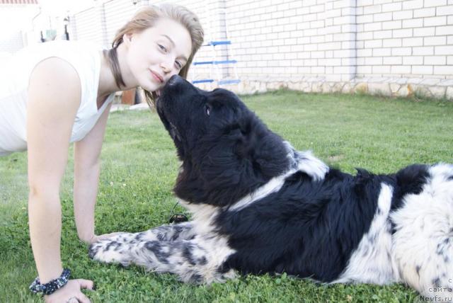 Фото: ньюфаундленд Плюшевая Панда Сюрприз из Питера