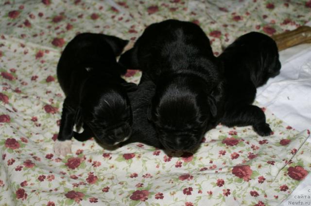 Фото: ньюфаундленд Eleganza vom Darius Land