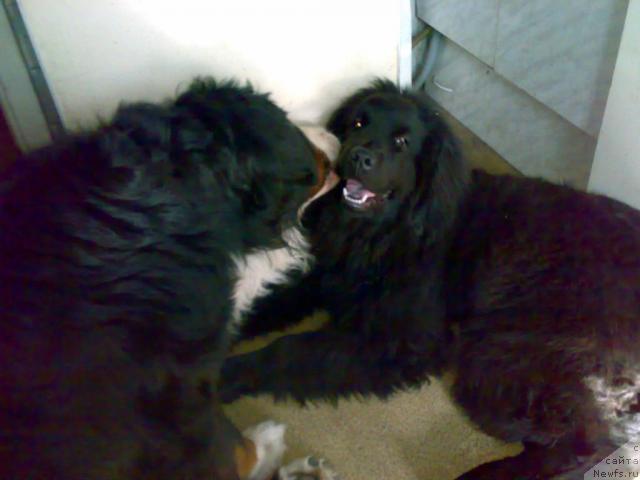 Фото: ньюфаундленд Фанньюф Улетная Девчонка (Funnewf Uletnaya Devchenka)