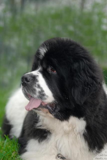 Фото: ньюфаундленд Yoschi-Bruce vom Elsterufer