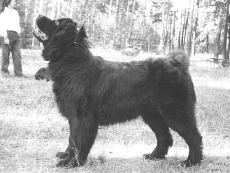 Фото: ньюфаундленд Юромти Гедия