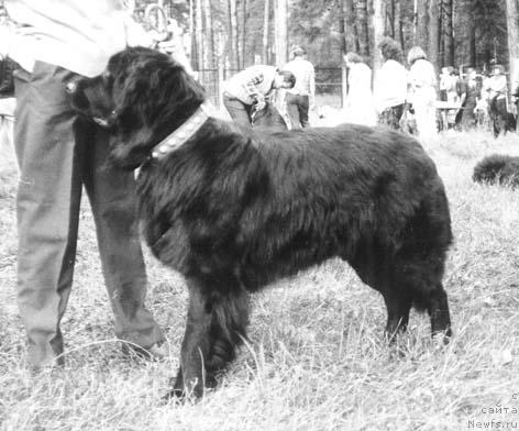 Фото: ньюфаундленд Медокс Неронс