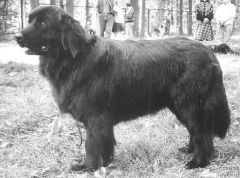 Фото: ньюфаундленд Брекан Церера