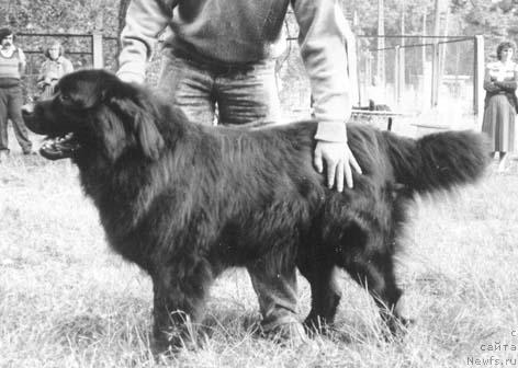 Фото: ньюфаундленд Медокс Неонс