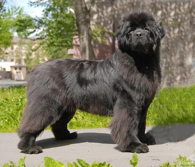 Фото: ньюфаундленд Смигар Нимфея Неотразимая (Smigar Nimfeya Neotrazimaya)