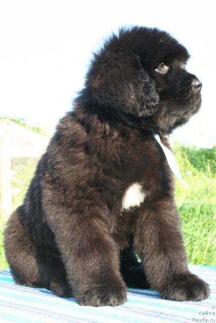 Фото: ньюфаундленд Юноксисс Тайный Советник