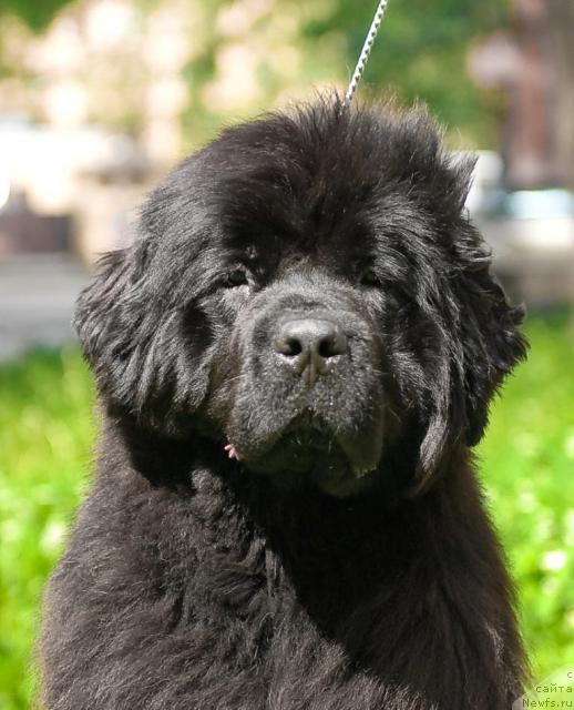 Фото: ньюфаундленд Смигар Нимфея Неотразимая (Smigar Nimfeya Neotrazimaya)