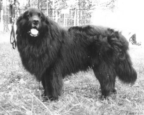 Фото: ньюфаундленд Бичерс Гармс