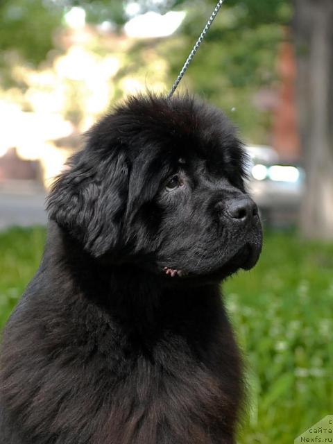 Фото: ньюфаундленд Смигар Нимфея Неотразимая (Smigar Nimfeya Neotrazimaya)