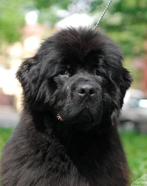 Фото: ньюфаундленд Смигар Нимфея Неотразимая (Smigar Nimfeya Neotrazimaya)