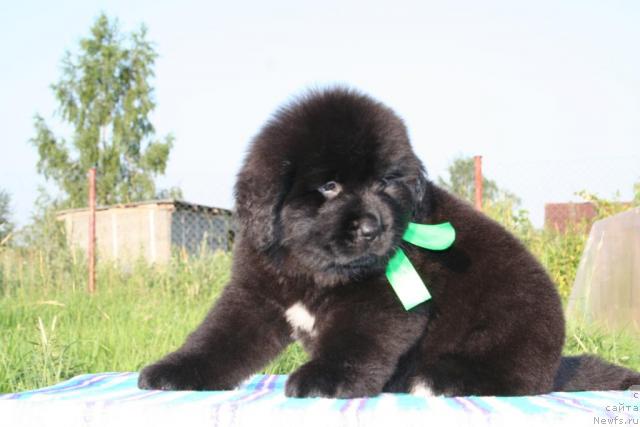 Фото: ньюфаундленд Юнита Ангел во Плоти