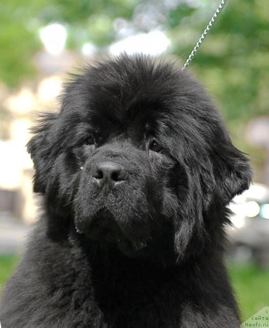 Фото: ньюфаундленд Смигар Нимфея Неотразимая (Smigar Nimfeya Neotrazimaya)