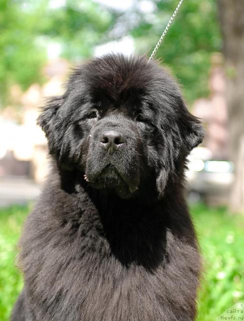 Фото: ньюфаундленд Смигар Нимфея Неотразимая (Smigar Nimfeya Neotrazimaya)