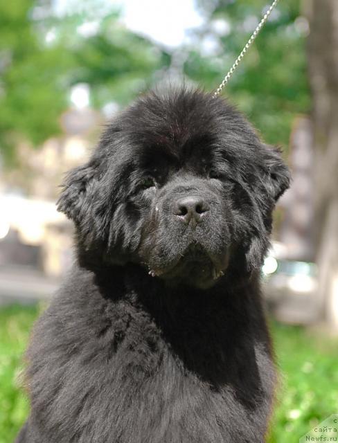 Фото: ньюфаундленд Смигар Нимфея Неотразимая (Smigar Nimfeya Neotrazimaya)