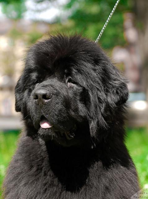 Фото: ньюфаундленд Смигар Нимфея Неотразимая (Smigar Nimfeya Neotrazimaya)