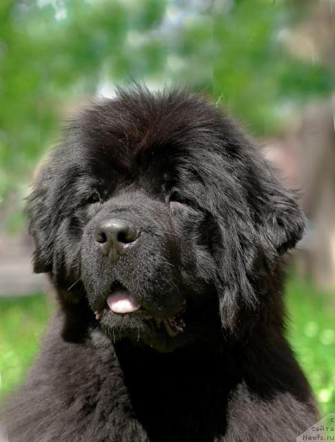 Фото: ньюфаундленд Смигар Нимфея Неотразимая (Smigar Nimfeya Neotrazimaya)