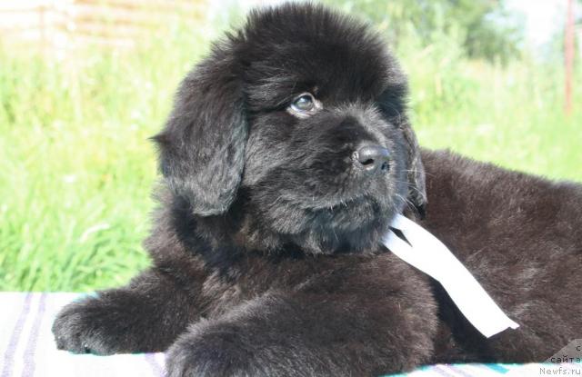 Фото: ньюфаундленд Юрена Черная Пантера