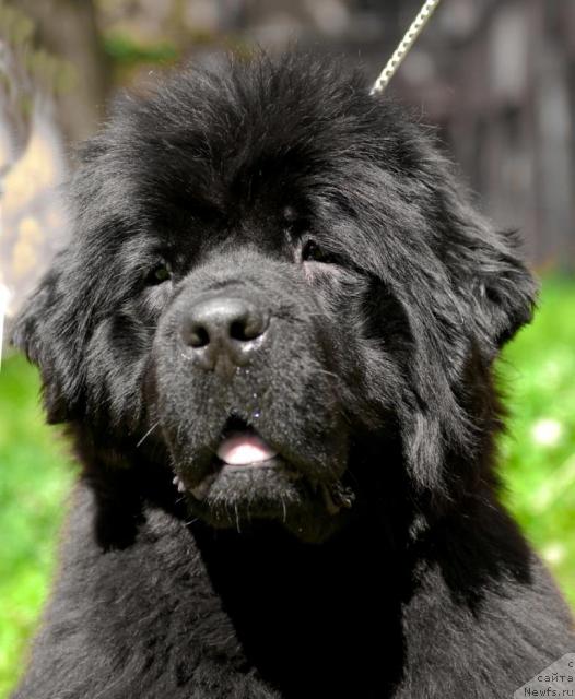 Фото: ньюфаундленд Смигар Нимфея Неотразимая (Smigar Nimfeya Neotrazimaya)