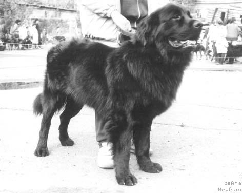 Фото: ньюфаундленд Харди Аш О