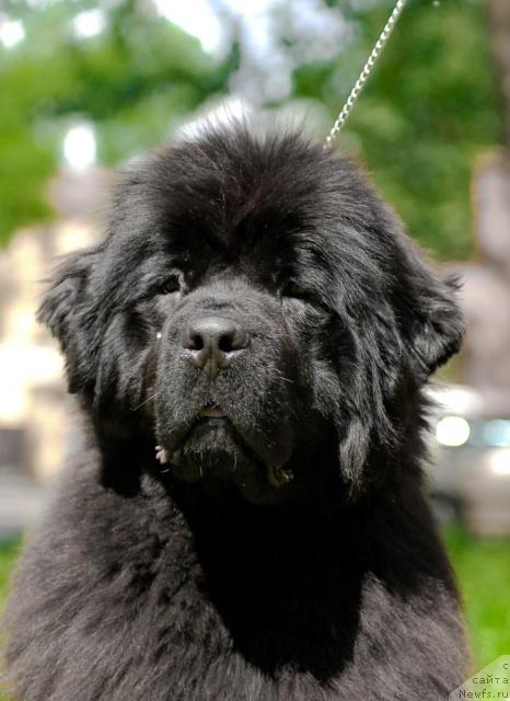 Фото: ньюфаундленд Смигар Нимфея Неотразимая (Smigar Nimfeya Neotrazimaya)